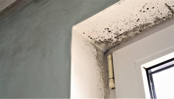 Mold Remediation for Vacation Homes in Milford City, CT
