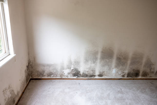 Best Mold Remediation for Vacation Homes  in Milford City, CT
